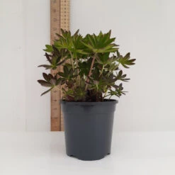 Hozelockes Zone -Hozelockes Zone 13cm 2 8 77364.1662993430