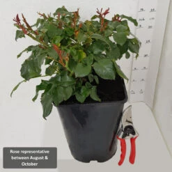 Climbing Rose 'Star Performer' 5L -Hozelockes Zone RoseRepAug Oct1 54717.1678621525