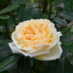 Shrub Rose 'Countess Of Wessex' 5L