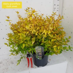 Abelia X Grandiflora 'Gold Jewel' 3Ltr