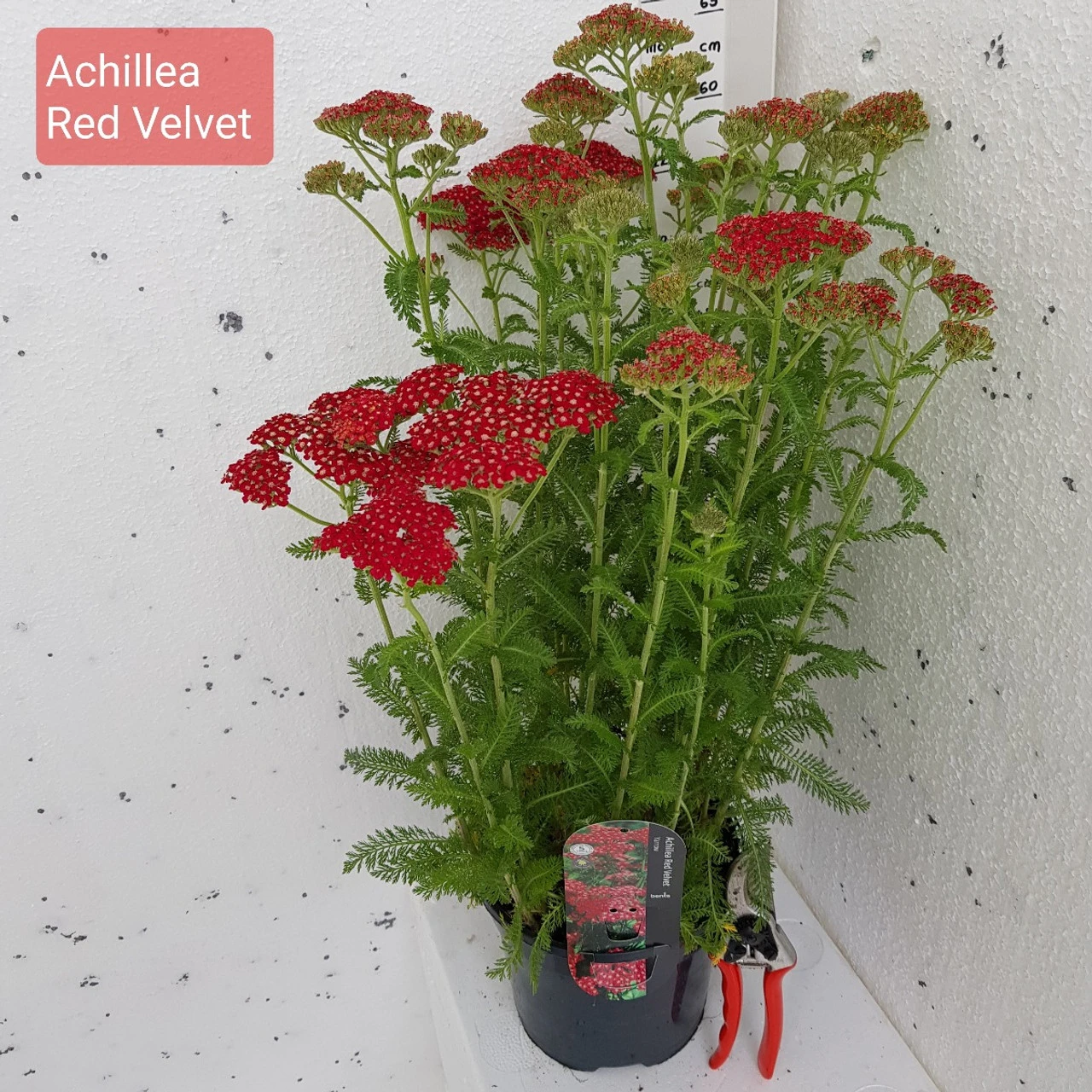 Achillea Millefolium 'Red Velvet' 3L 2 Achillea Millefolium 'Red Velvet' 3L - Image 2