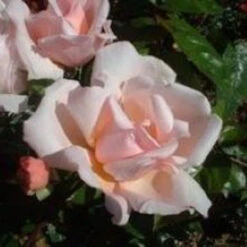 Rambling Rose 'Albertine' 5L