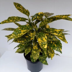 Aucuba Jap 'Goldstrike' 4L -Hozelockes Zone aucuba goldstrike 1 51213.1662993377