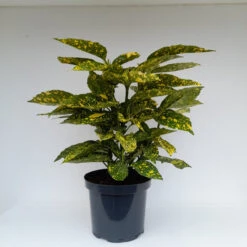 Aucuba Jap 'Goldstrike' 4L -Hozelockes Zone aucuba goldstrike 2 54034.1662993377