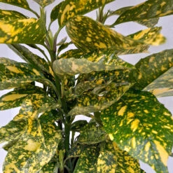 Hozelockes Zone -Hozelockes Zone aucuba goldstrike 3 32370.1662993377