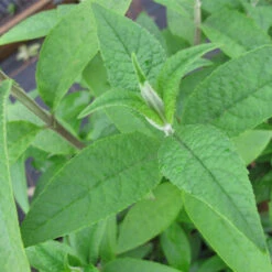 Buddleja Davidii 'Empire Blue' 4L