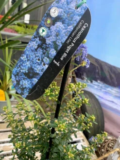 Hozelockes Zone -Hozelockes Zone ceanothus puget blue 4l label 99656.1662990759