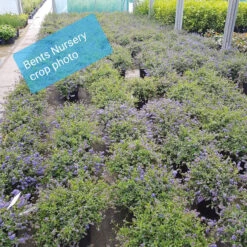 Ceanothus Thy 'Repens' 5L -Hozelockes Zone ceanothus repens crop photo ctr003 96115.1662992240