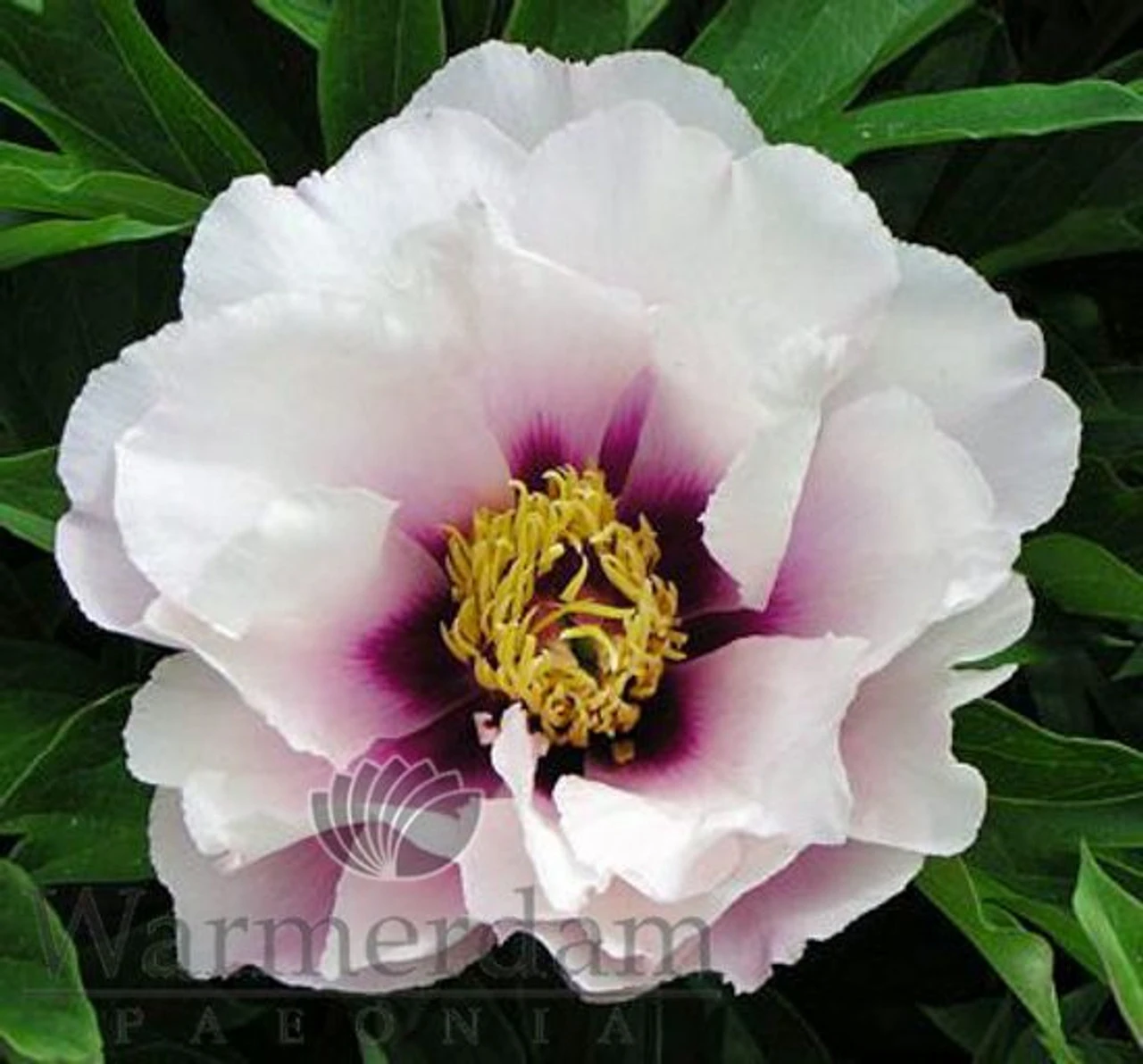 Paeonia Select Cora Louise 4L/21cm 1 Paeonia Select Cora Louise 4L/21cm