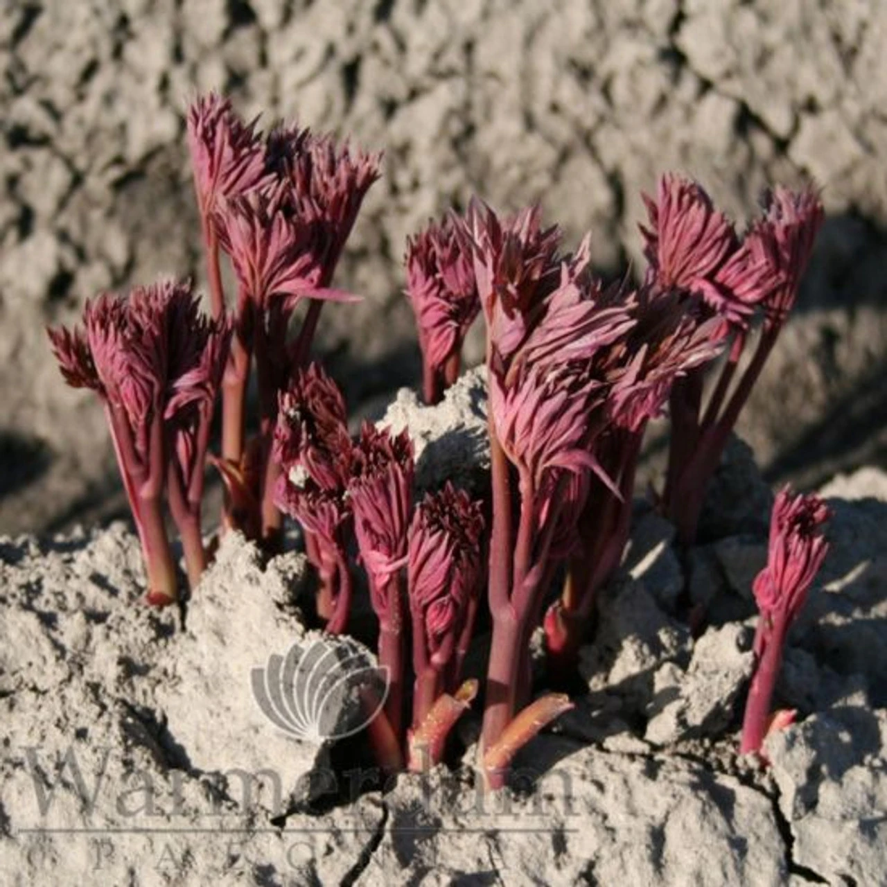 Paeonia Select Cora Louise 4L/21cm 2 Paeonia Select Cora Louise 4L/21cm - Image 2