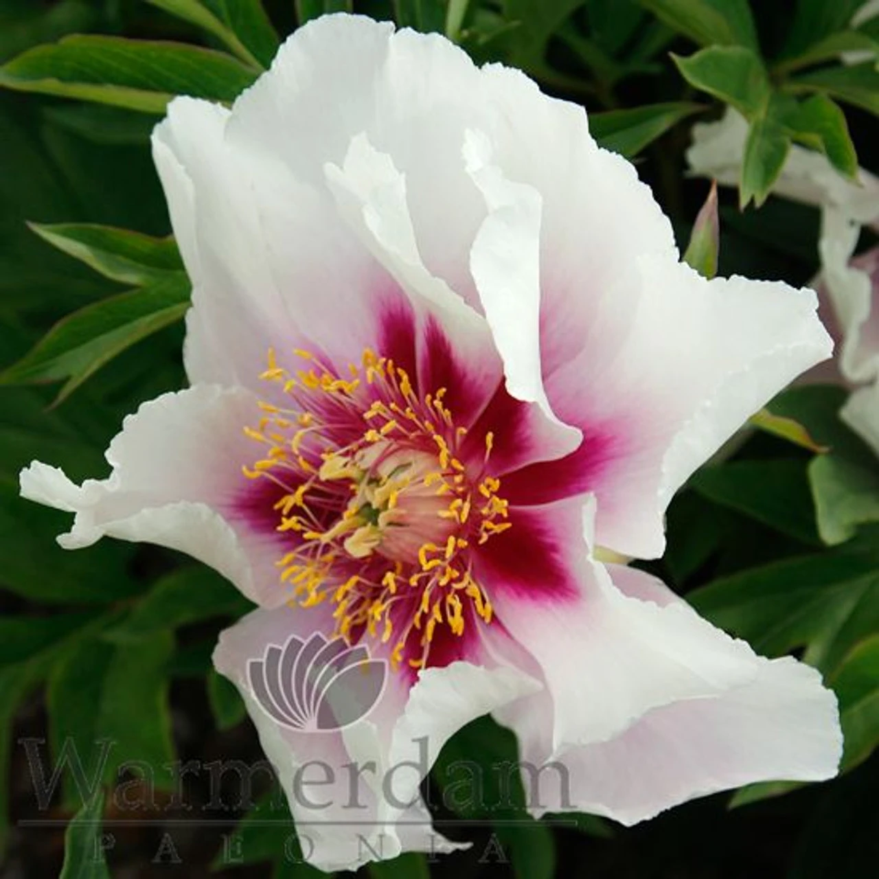 Paeonia Select Cora Louise 4L/21cm 3 Paeonia Select Cora Louise 4L/21cm - Image 3