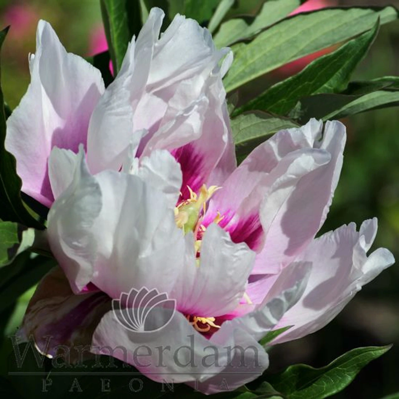 Paeonia Select Cora Louise 4L/21cm 5 Paeonia Select Cora Louise 4L/21cm - Image 5