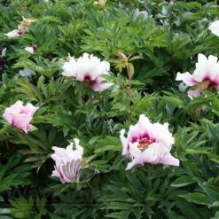 Paeonia Select Cora Louise 4L/21cm 8 Paeonia Select Cora Louise 4L/21cm -Hozelockes Zone cora louise f6 16514.1662993078