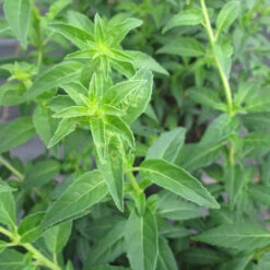 Fuchsia 'Hawkshead' 3L