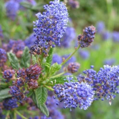 Hozelockes Zone 4 Ceanothus 'Puget Blue' 4L