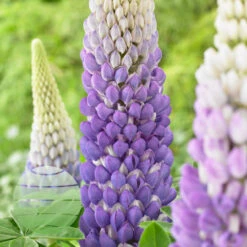 Persian Slipper 13cm Pot