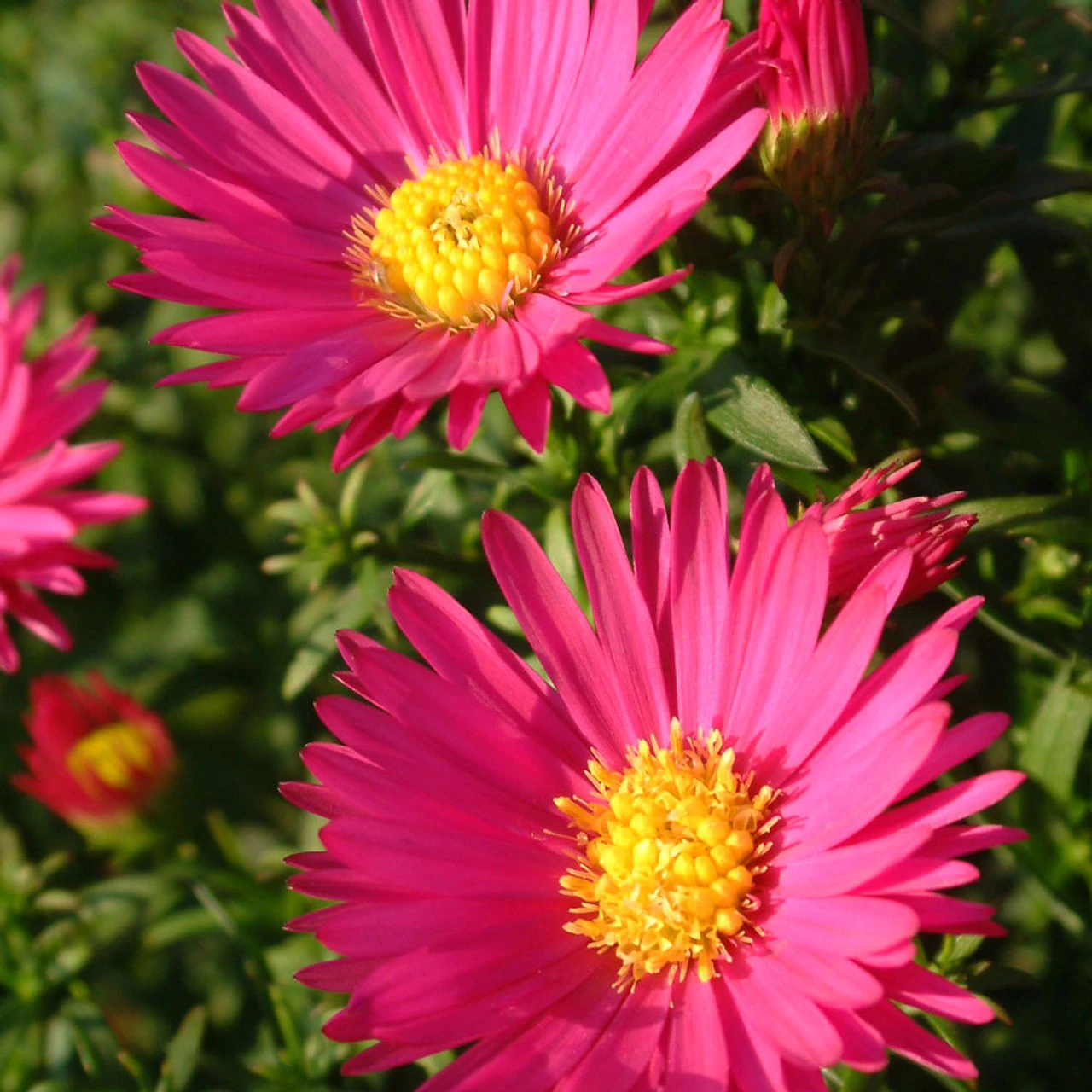 Aster Dumosus 'Anneke' 3L 1 Aster Dumosus 'Anneke' 3L