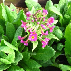 Primula Beesiana 2L