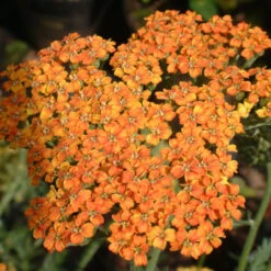 Achillea 'Terracotta' 3L