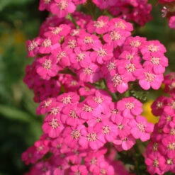 Achillea 'Pretty Belinda' 3L