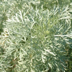 Artemisia 'Powis Castle' 3L