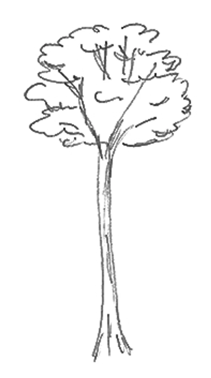 Acer Pseudoplatanus `Brilliantissimum' 15L 2 Acer Pseudoplatanus `Brilliantissimum' 15L - Image 2