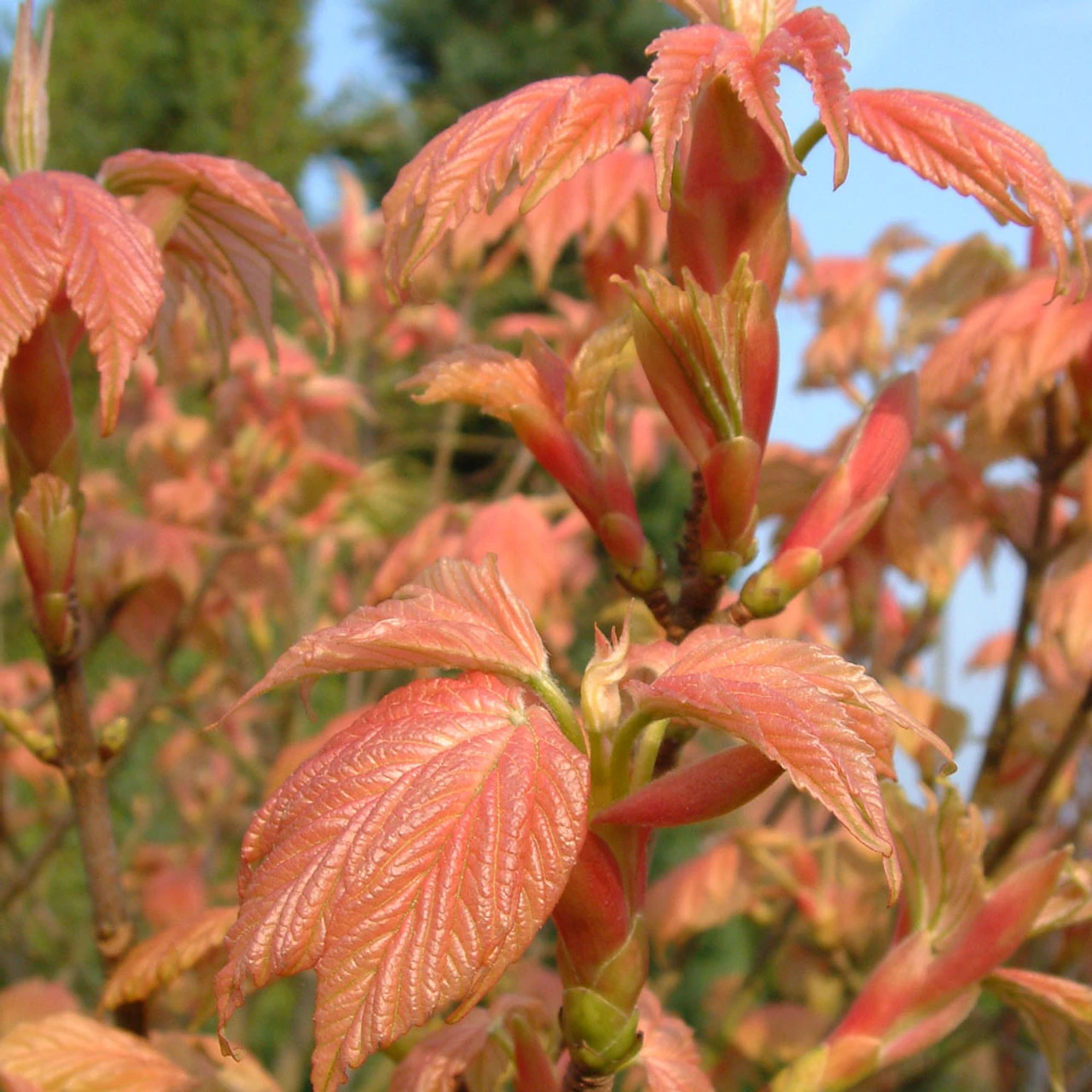 Acer Pseudoplatanus `Brilliantissimum' 15L 1 Acer Pseudoplatanus `Brilliantissimum' 15L