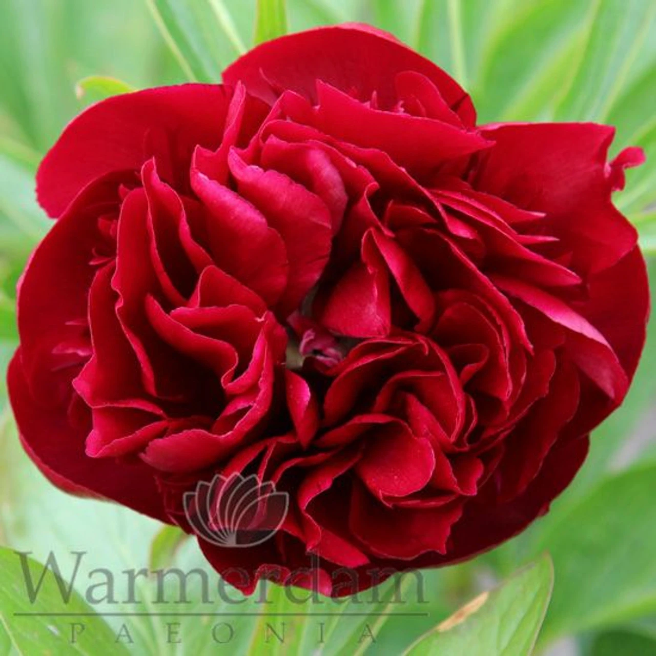 Paeonia Red Satin 4L/21cm 2 Paeonia Red Satin 4L/21cm - Image 2