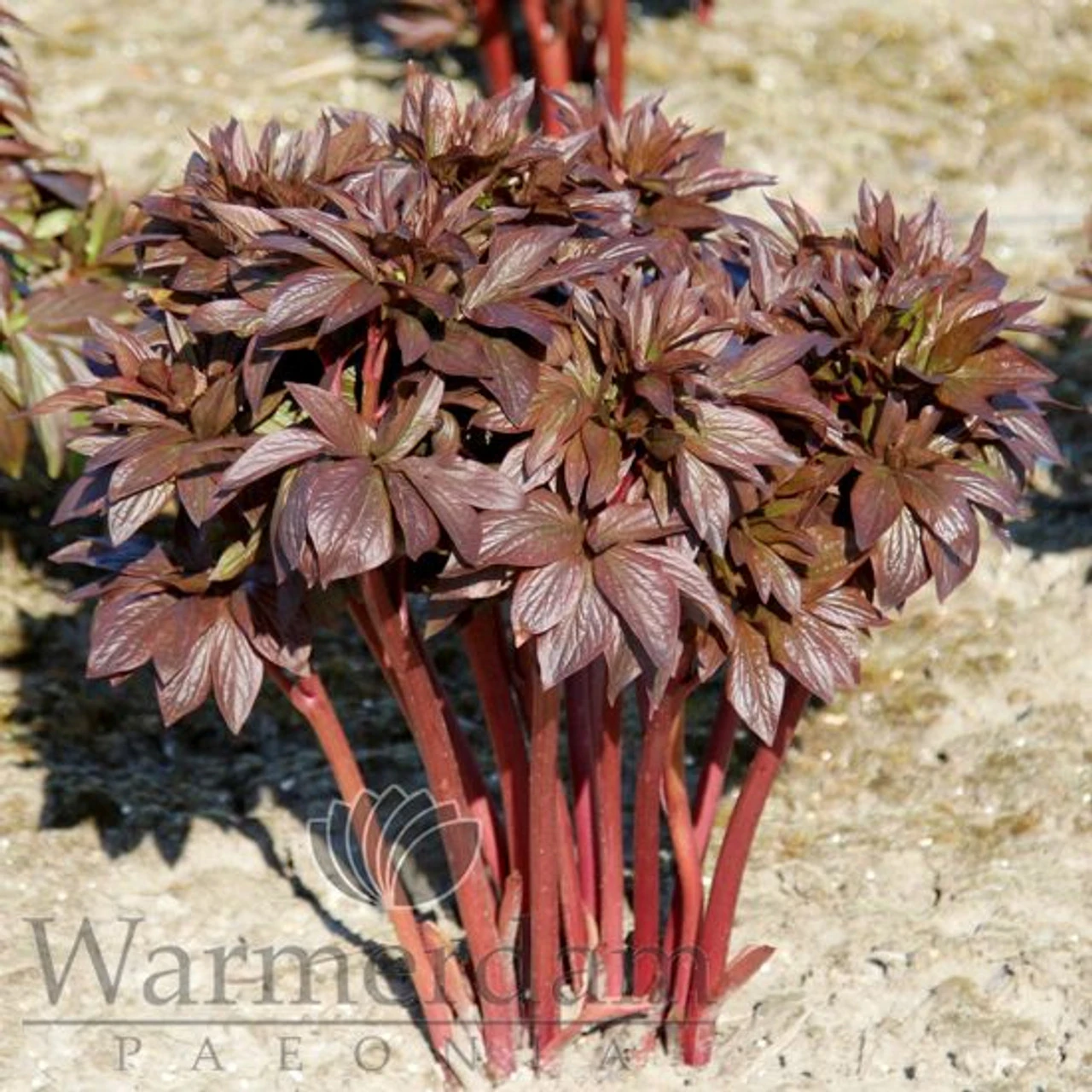 Paeonia Red Satin 4L/21cm 1 Paeonia Red Satin 4L/21cm