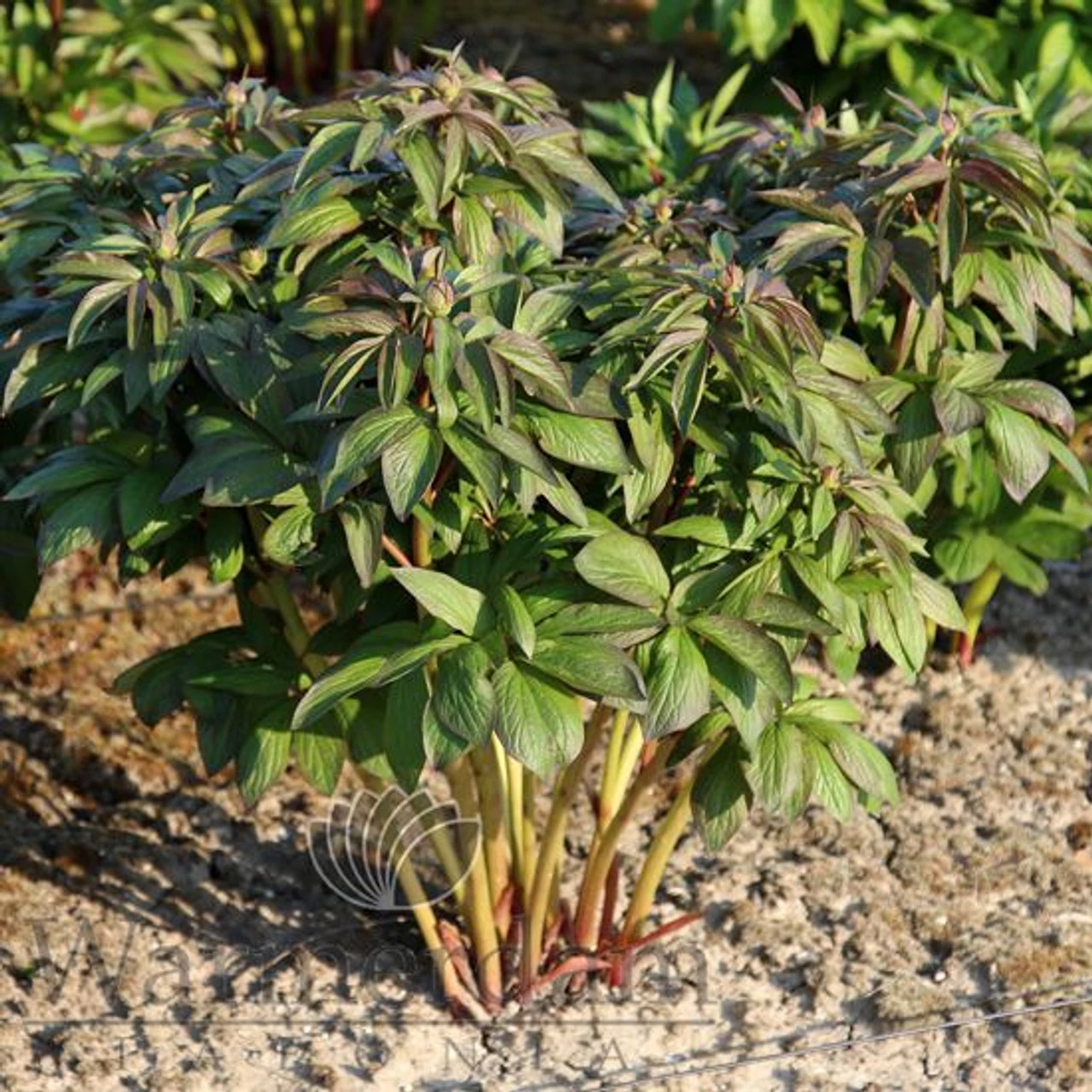 Paeonia Red Satin 4L/21cm 3 Paeonia Red Satin 4L/21cm - Image 3