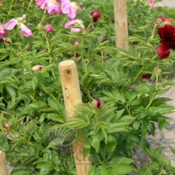 Paeonia Red Satin 4L/21cm 8 Paeonia Red Satin 4L/21cm -Hozelockes Zone red satin f4 1 74611.1662993107