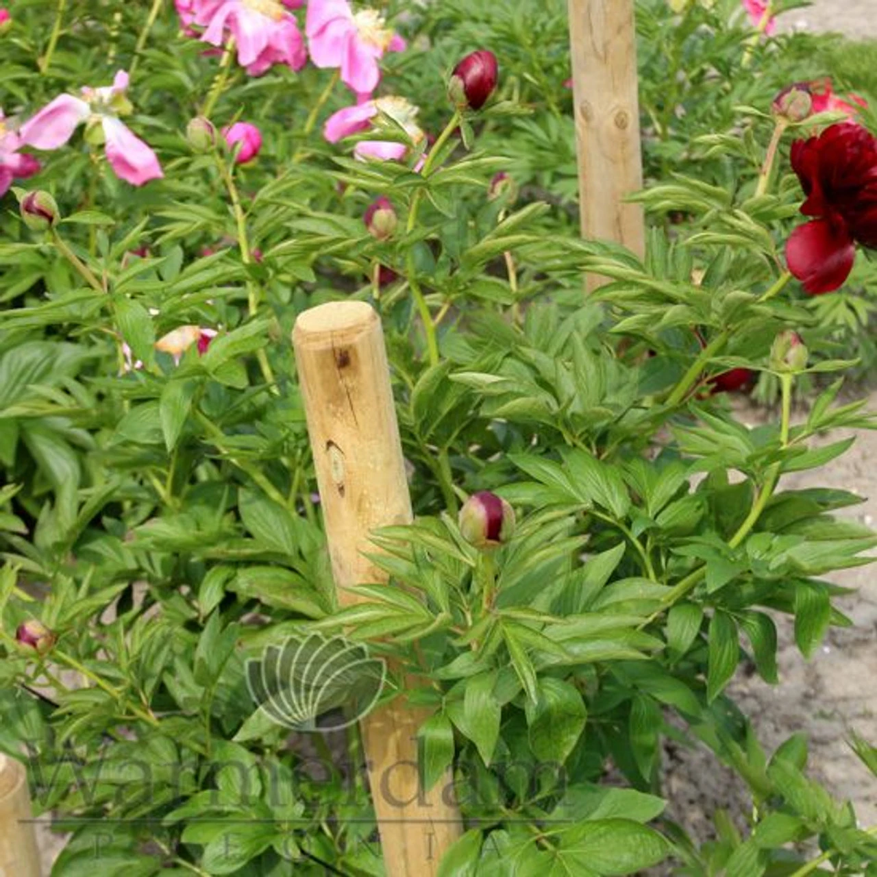 Paeonia Red Satin 4L/21cm 4 Paeonia Red Satin 4L/21cm - Image 4