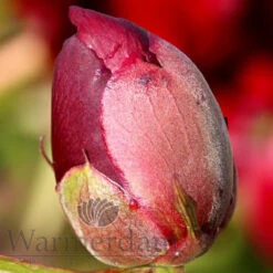Paeonia Red Satin 4L/21cm 9 Paeonia Red Satin 4L/21cm -Hozelockes Zone red satin f5 1 36939.1662993107