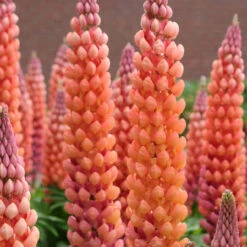 Hozelockes Zone 6 Salmon Star 13cm Pot