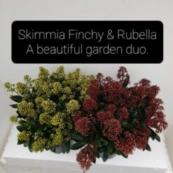 Skimmia Jap Finchy 3L -Hozelockes Zone skim 2 07098.1662993380