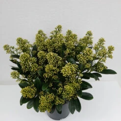 Skimmia Jap Finchy 3L -Hozelockes Zone skimmia finchy 1 38064.1662993380