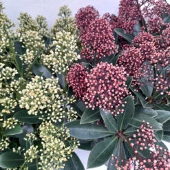Skimmia Jap Finchy 3L -Hozelockes Zone skimmia pair 1 15723.1662993380