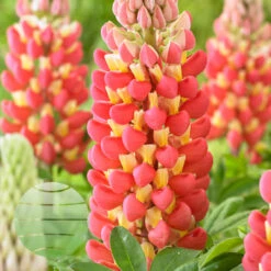 'Tequila Flame' 13cm Pot